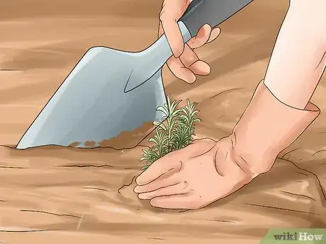 Image titled Divide a Lavender Plant Step 17