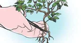 Trim a Bonsai