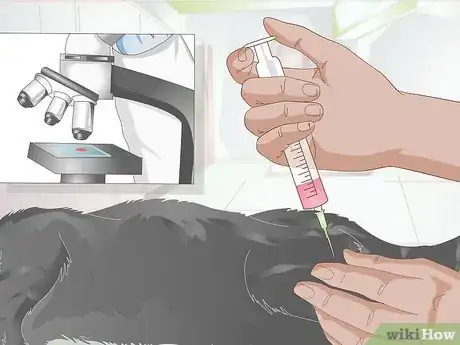 Image titled Stop Teeth Grinding in Cats Step 4