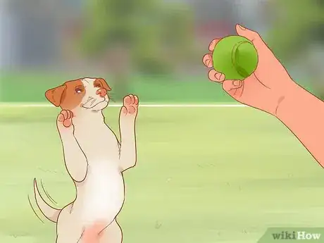 Image titled Keep Your Pets Happy Step 2