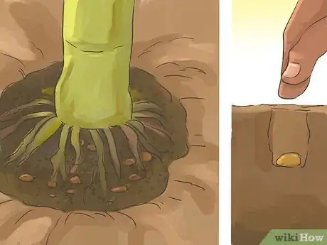 Image titled Make a Small Vegetable Garden Step 20