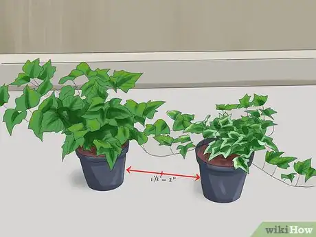 Image titled Grow Ivy Step 7