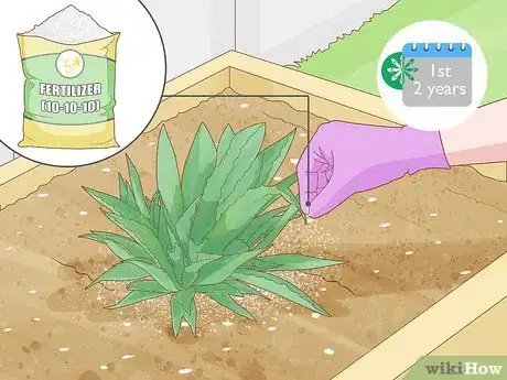 Image titled Grow Agave Plants Step 8