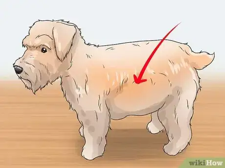 Image titled Diagnose Diabetes in Miniature Schnauzers Step 6