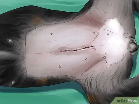 Image titled Help Shelter Dogs Step 12