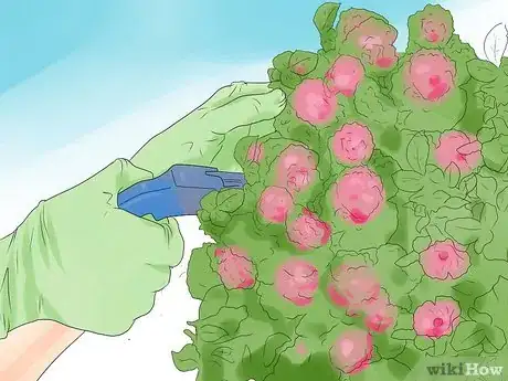 Image titled Prune Drift Roses Step 13