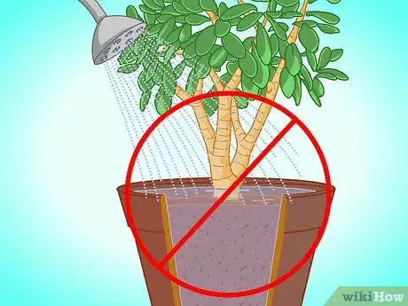Image titled Transplant a Jade Plant Step 14