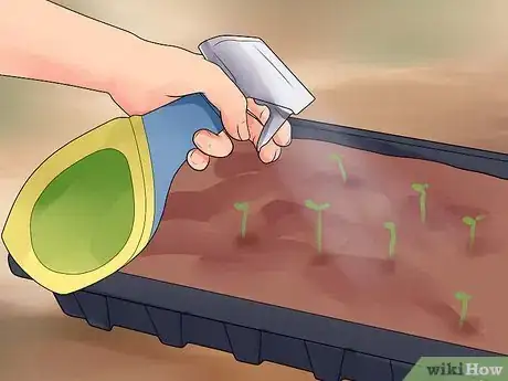 Image titled Grow Cleome Step 6