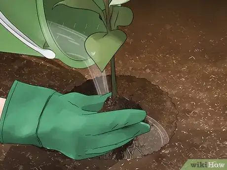 Image titled Grow Evergreen Trees Step 15