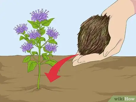 Image titled Grow Bergamot Step 5