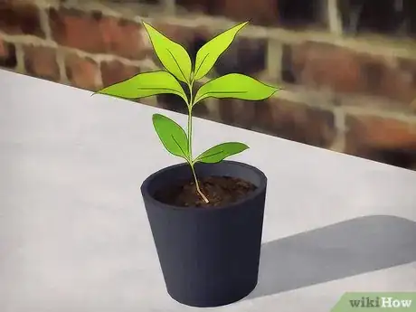 Image titled Grow Flowering Dogwood Step 1