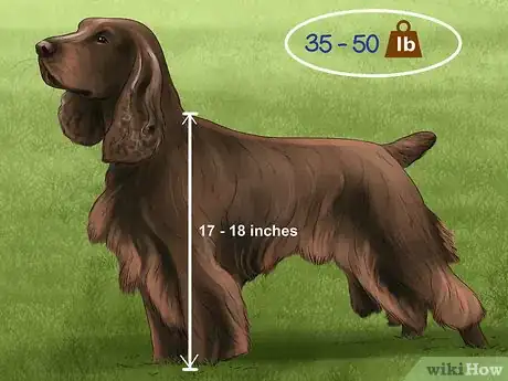 Image titled Identify a Field Spaniel Step 4