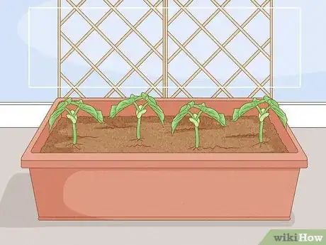 Image titled Grow Green Beans Indoors Step 7