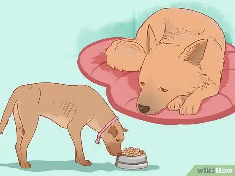 Image titled Treat an Insect Bite on a Dog Step 10