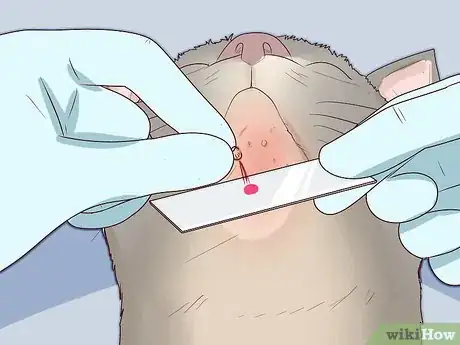 Image titled Treat Feline Acne Step 6