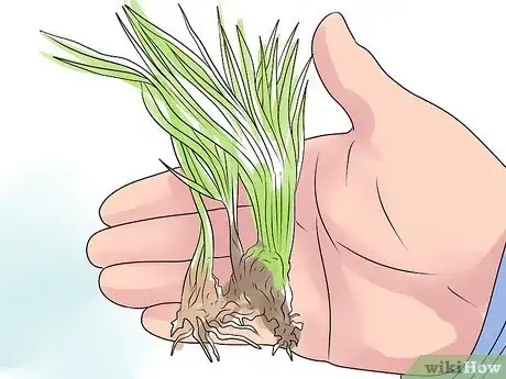 Image titled Control Wild Violets Step 12