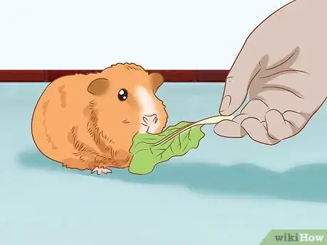 Image titled Get Your Guinea Pig to Eat a Treat Out of Your Hand Step 2