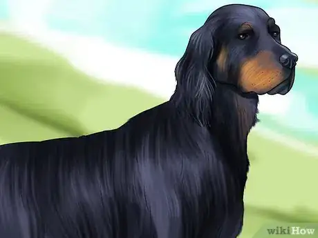Image titled Identify a Gordon Setter Step 3