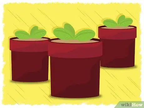 Image titled Grow Borage Step 4