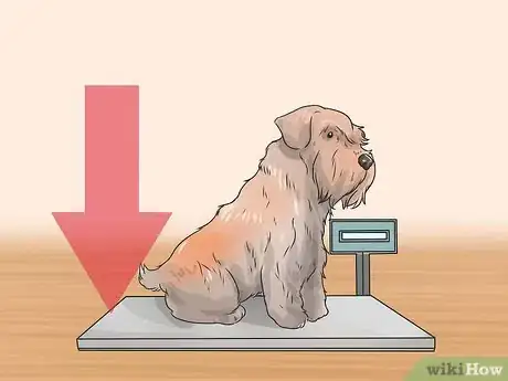 Image titled Diagnose Diabetes in Miniature Schnauzers Step 4