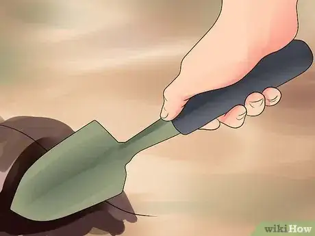 Image titled Grow Cleome Step 9