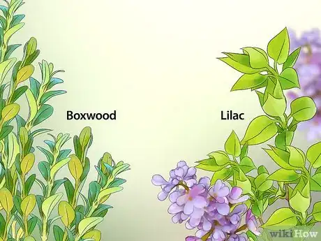 Image titled Get Rid of Japanese Beetles Step 7