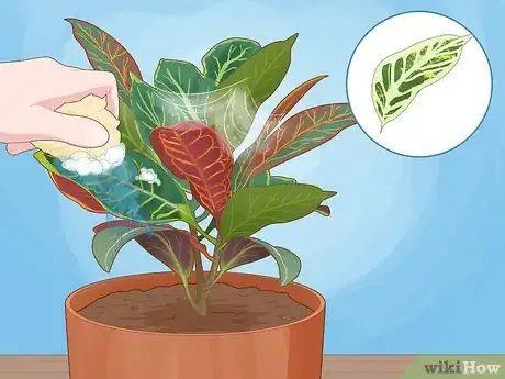 Image titled Care for a Croton Petra Step 11