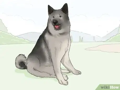 Image titled Identify a Norwegian Elkhound Step 9