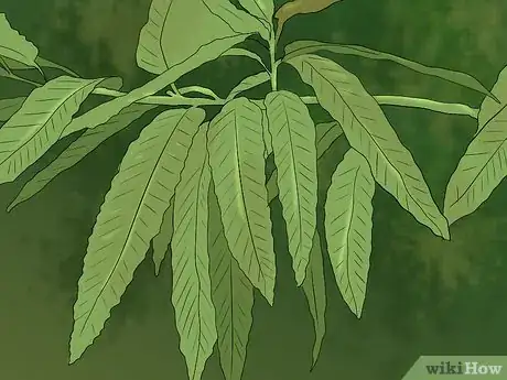 Image titled Buy an Oak Tree Step 6