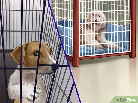 Image titled Introduce a New Dog in a Not Neutral Area Step 5