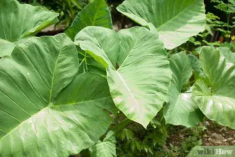 Image titled Grow Elephant Ear Plants Step 1