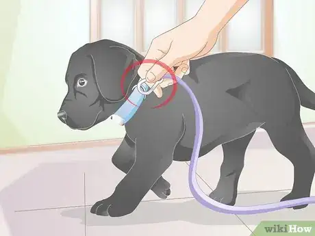 Image titled Get a Puppy Used to a Leash Step 8