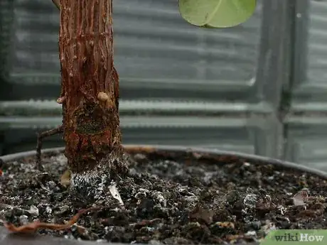 Image titled Prevent Bugs In Your Houseplants Step 2