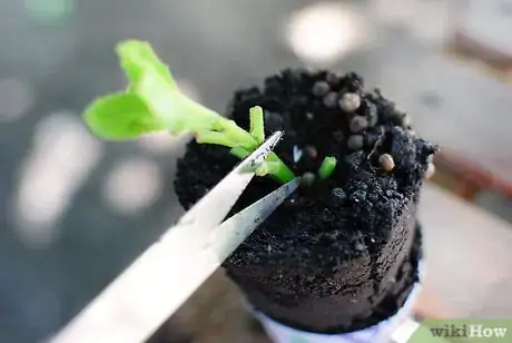 Image titled Grow Herb Gardens from Seed Step 5