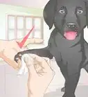 Shower a Puppy