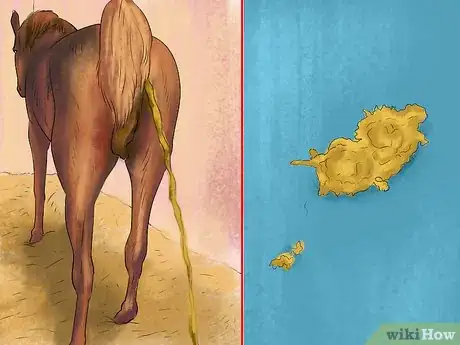 Image titled Spot Ulcer Symptoms in Horses Step 9