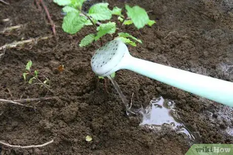 Image titled Divide Herb Plants Step 7