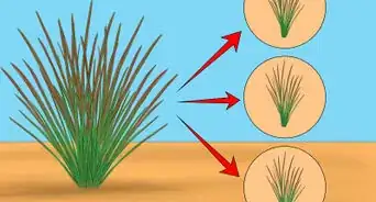 Grow Japanese Blood Grass