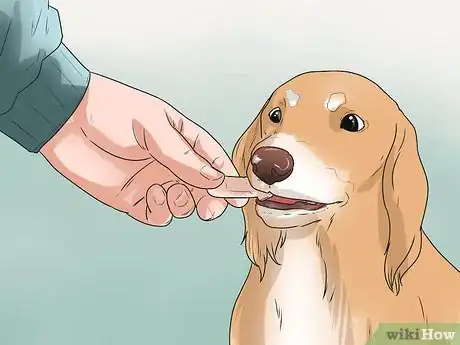 Image titled Prevent Canine Periodontal Disease Step 5