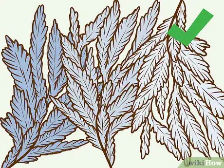 Image titled Decorate a Christmas Tree in Ombre Step 25