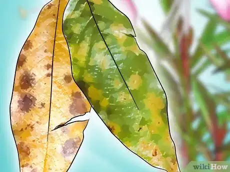 Image titled Grow Gaura Step 18