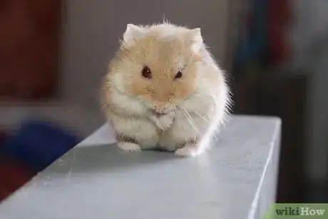 Image titled Make Cute Pictures of Your Hamster Step 10