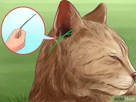 Image titled Diagnose and Treat Ear Infections in Cats Step 12