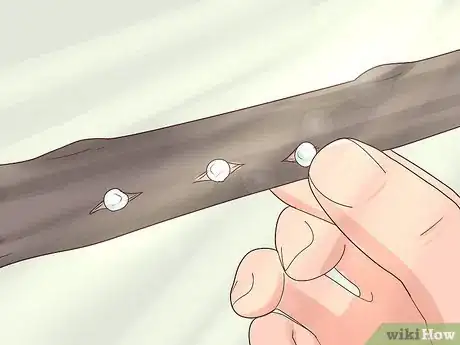 Image titled Grow Mistletoe Step 8