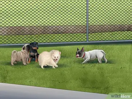 Image titled Give Your Small Dog Enough Exercise Step 4