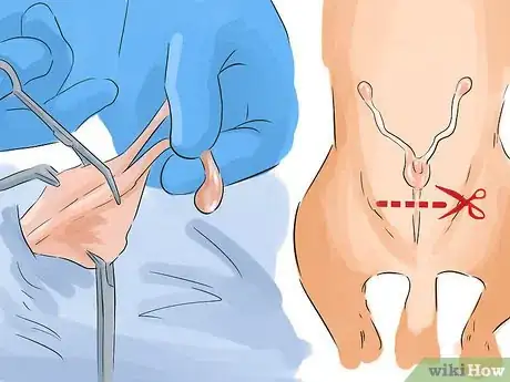 Image titled Help Your Dog Live Longer Step 4