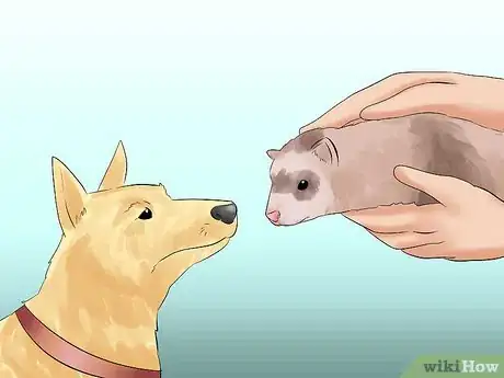 Image titled Decide if a Ferret Is the Right Pet for You Step 8