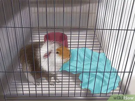 Image titled Choose a Pet Guinea Pig Step 7