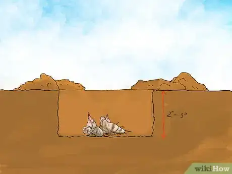 Image titled Grow Cannas Step 6