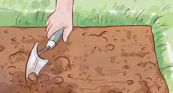 Care for a Gerbera Daisy